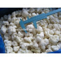 Supply iqf frozen vegetable cauliflower